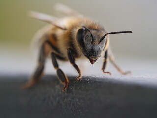 close up of a honey bee with antenna and hair and wings