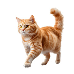 Obraz premium Ginger cat walks on clear transparent background cut out