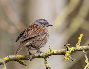 Dunnock sitting in a tree. Hedge sparrow.