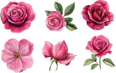 Naklejka premium Watercolor illustration of rose flower 