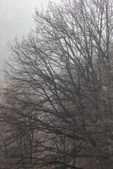 Bare trees in a misty winter forest, with intertwining branches creating a complex natural pattern in soft morning light