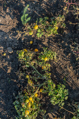 Top view of green plants with cherry tomatoes growing on dry soil on a sunny day. Yellow tomatoes in the process of ripening in the garden bed.