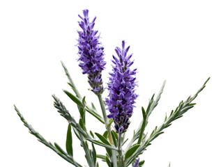 Naklejka premium Exquisite lavender bush with vibrant purple spikes detailed capture