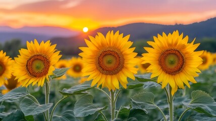 Fototapeta premium Sunflowers at Sunset in a Field of Blooms