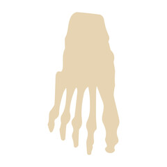foot bones posterior colored icon