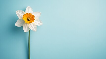 Obraz premium Beautiful Daffodil Flower on Blue Background