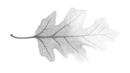 An isolated image of an oak leaf skeleton and its stem