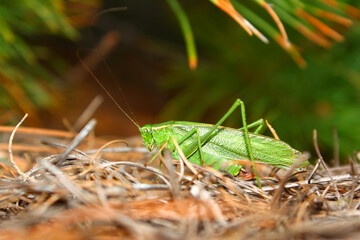 Fork-tailed Bush Katydid (Scudderia furcata) in northern Wisconsin