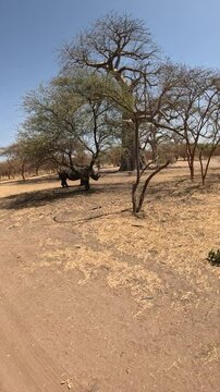Bandia Senegal safari