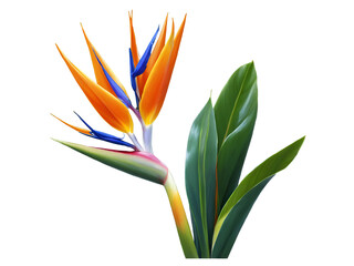 Vibrant Tropical Bird of Paradise Flower Displaying Exotic Beauty with Leaves