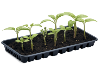 Young Plant Tray, A Glimpse into the Beginning of Life and Cultivation
