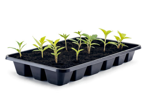 Young plants in seedling tray ready for transplanting in the vegetable garden - Powered by Adobe
