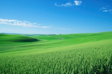 Obraz premium Rolling green wheat fields stretch under a clear blue sky with a few white clouds. Use this peaceful image for travel brochures or environmental projects.