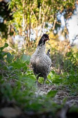 Free range chicken foraging. Free Range Pet Chickens. Daily life of domestic Chickens