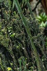 Close-up of a large cactus with intricate details and natural imperfections, surrounded by dense green foliage in a rainforest setting
