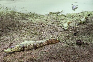 Portrait view of a Spectacled Caiman (Caiman crocodilus) on grass swamp