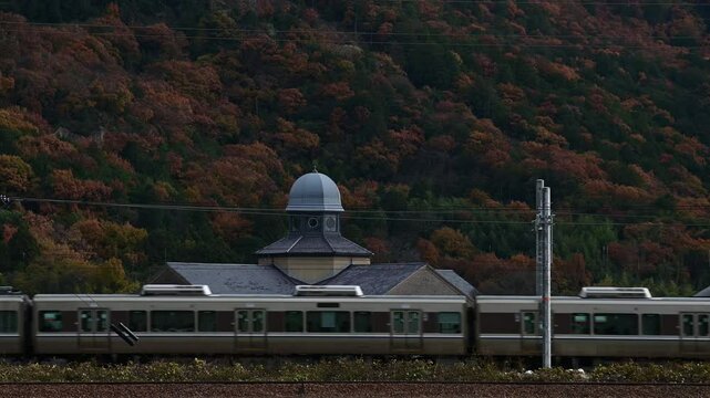 秋の安土を走る225系普通列車 （東海道本線 安土 - 能登川, 2024年12月）