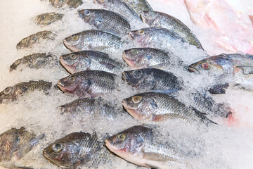 Fresh fish lies on ice in a supermarket.