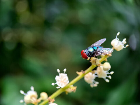 Fly on a flower, macro photography | shallow depth of field