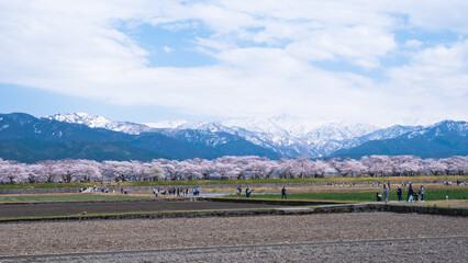 春満開のあさひ舟川 舟川べり桜並木