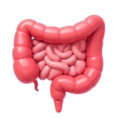 Cartoon Illustration Of The Human Intestine 