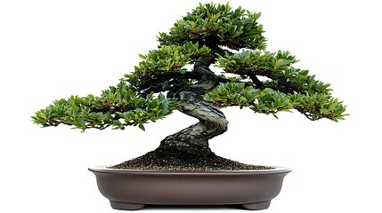 Ancient Bonsai Tree for Studio Shot.