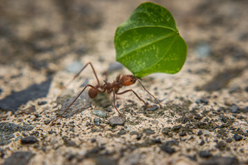 ant on the ground whith a leaf