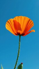 Obraz premium Single orange poppy blossom against a deep blue sky, summer, wildflower, nature
