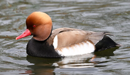 A pretty red duck on a lake
