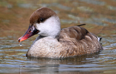 Red-crested Pochard on a lake