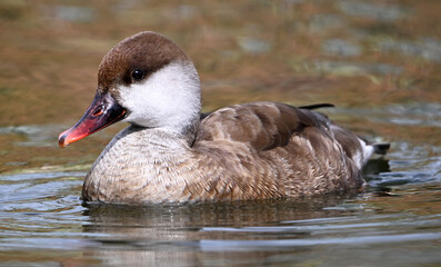 Red-crested Pochard on a lake