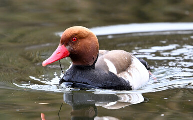 A pretty red duck on a lake
