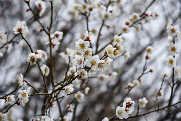 早春の梅の花