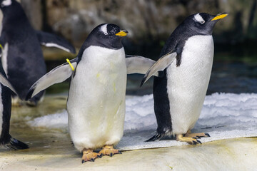 Obraz premium gentoo penguin in zoo