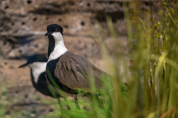 bird in zoo, spur-winged Lapwing