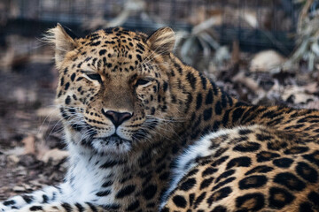 Naklejka premium leopard in zoo