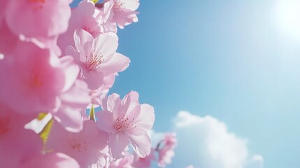 Fototapeta premium Cherry Blossoms Blooming Against a Bright Blue Sky with Soft Clouds