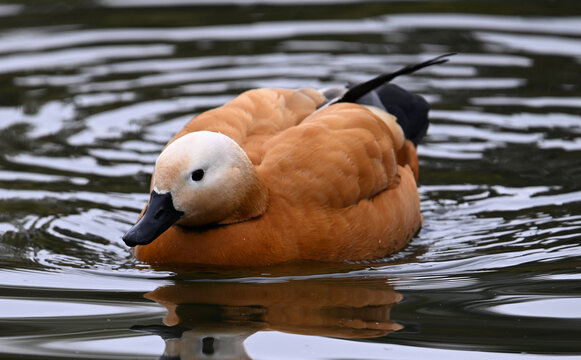 un pato tarro canelo en un lago
