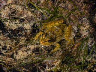 frog in the pond