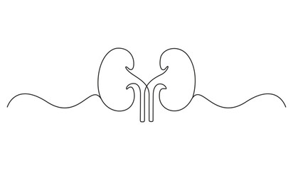 Continuous one line drawing of human organ kidney. Abstract kidney single line art. Vector illustration