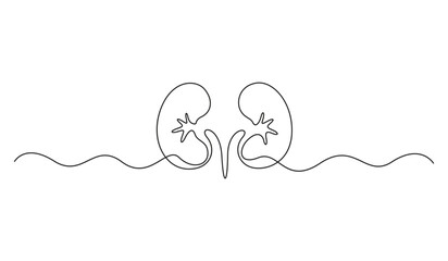 Obraz premium Continuous one line drawing of human organ kidney. Abstract kidney single line art. Vector illustration