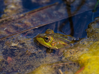 frog in the pond