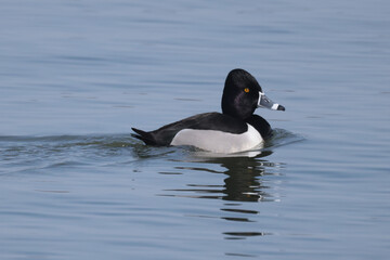 Ring necked ducks in spring migration on Presquile Park Bay in march