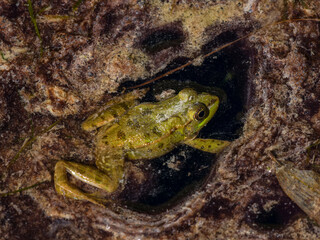 frog in the pond