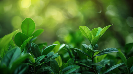 Obraz premium Lush green leaves with soft bokeh background create serene atmosphere