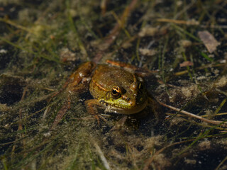 frog in the pond