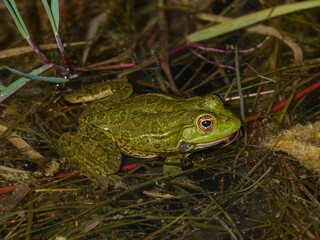 frog in the pond