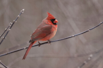 Cardinals in spring