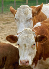 Closeup of Cows Looking at you