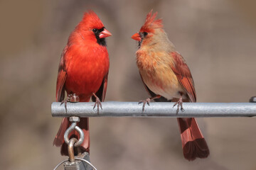 Cardinals in spring